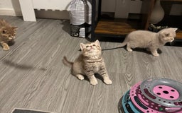 British Shorthair cats for sale: Amazing BSH kittens. READY TO GO!!! - Image 23