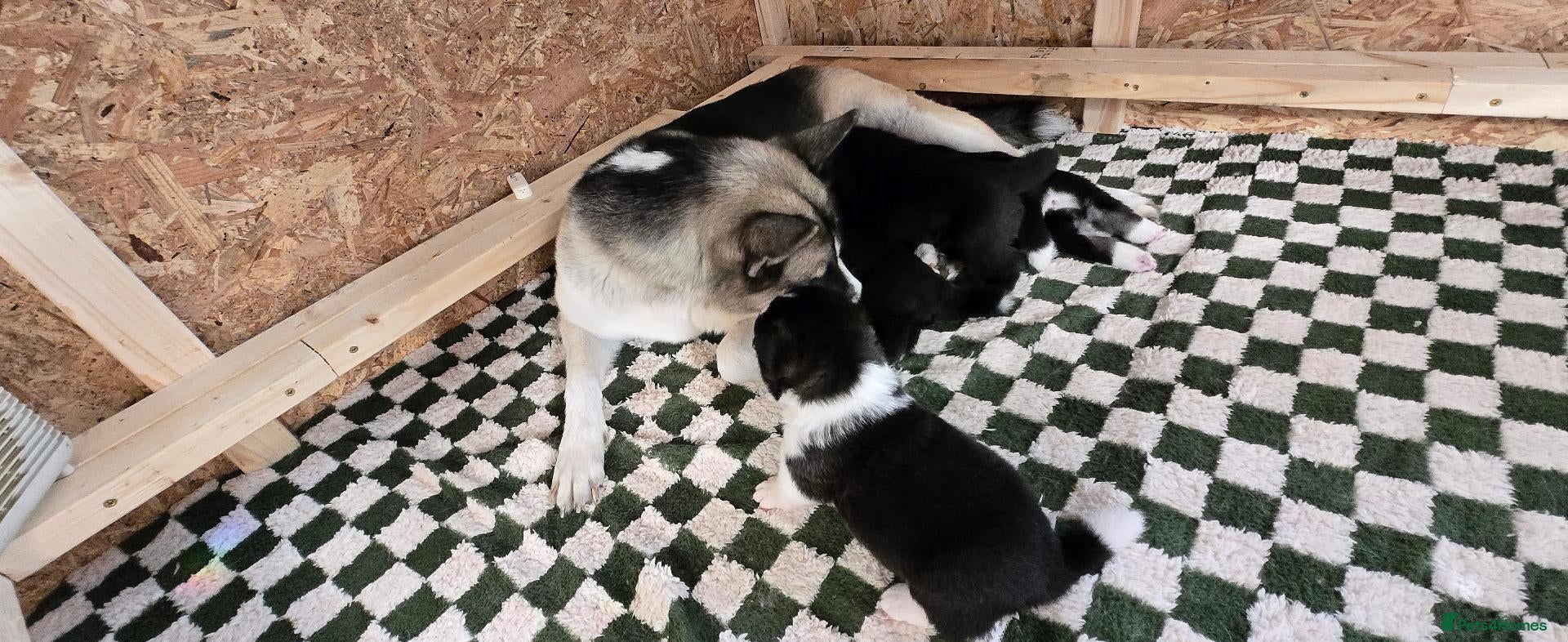 Huskita dogs Akita with 6% husky (Huskita) - Advert 4