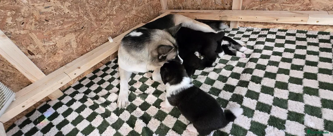 Huskita dogs for sale: Akita with 6% husky (Huskita) - Advert 1
