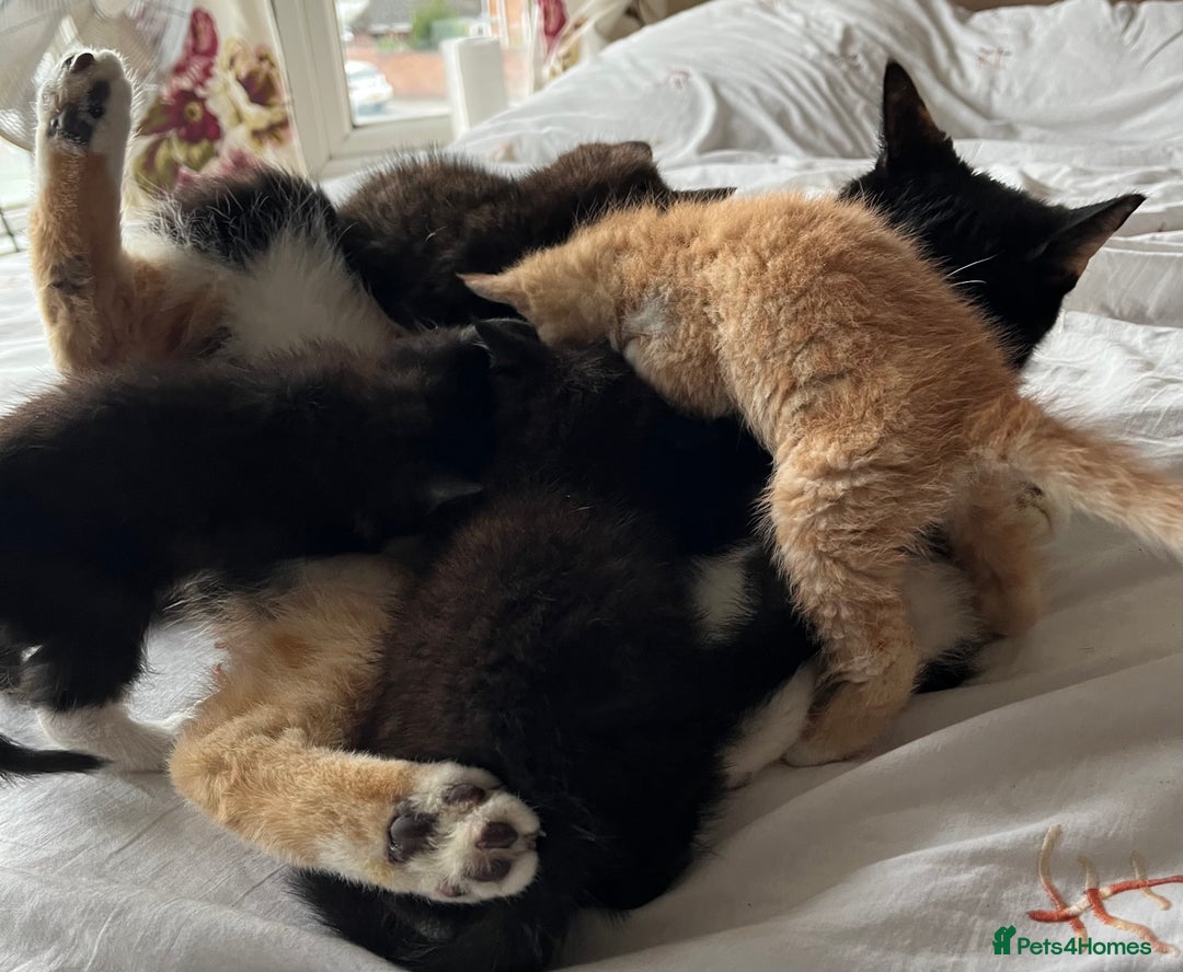 Mixed Breed cats for sale: 5 beautiful kittens  - Advert 37