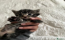 American Shorthair cats for sale: Reserve your kitten  - Image 18