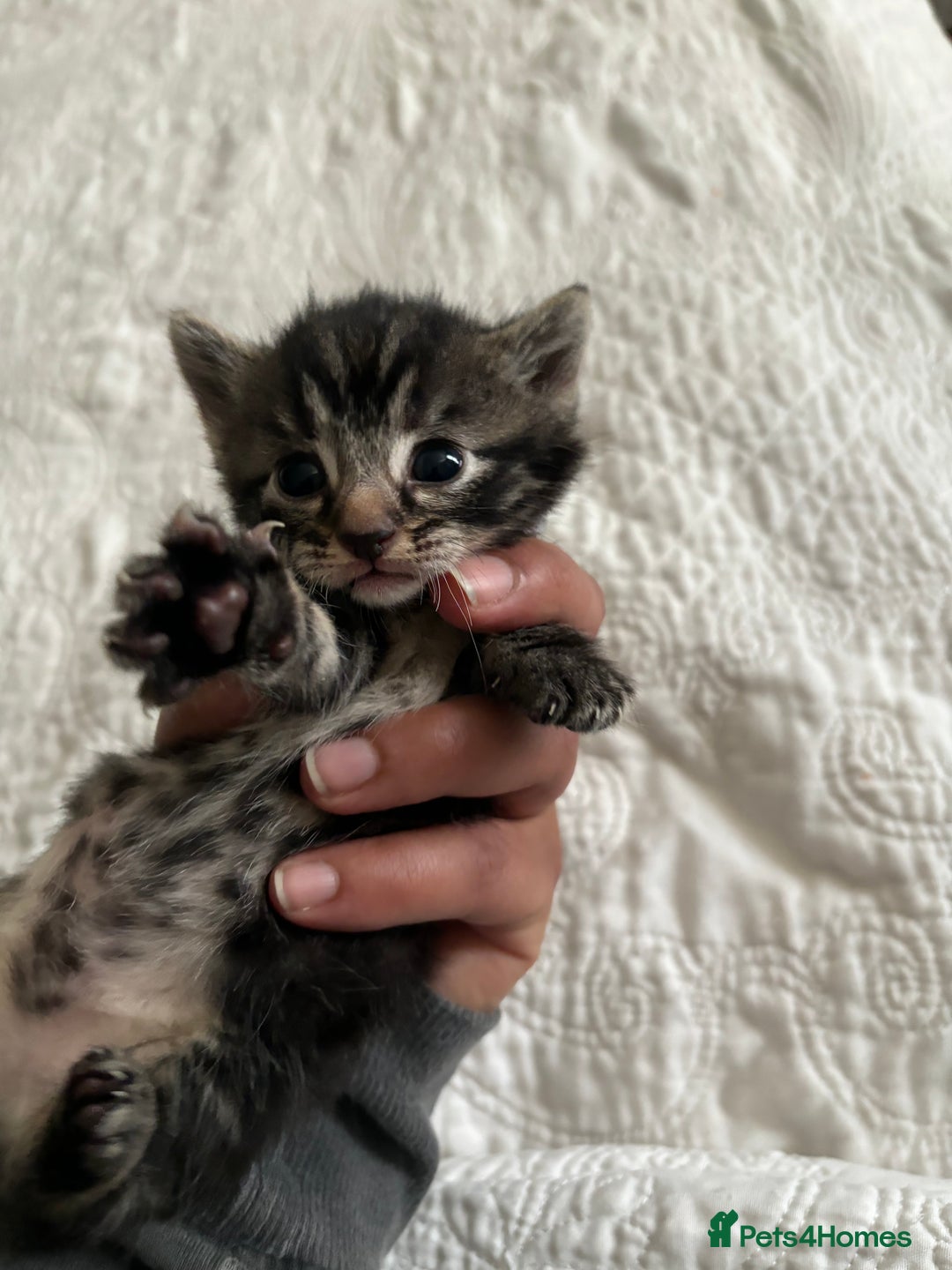American Shorthair cats for sale: Reserve your kitten  - Image 18