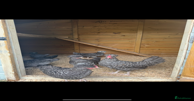Chickens poultry - Advert 7
