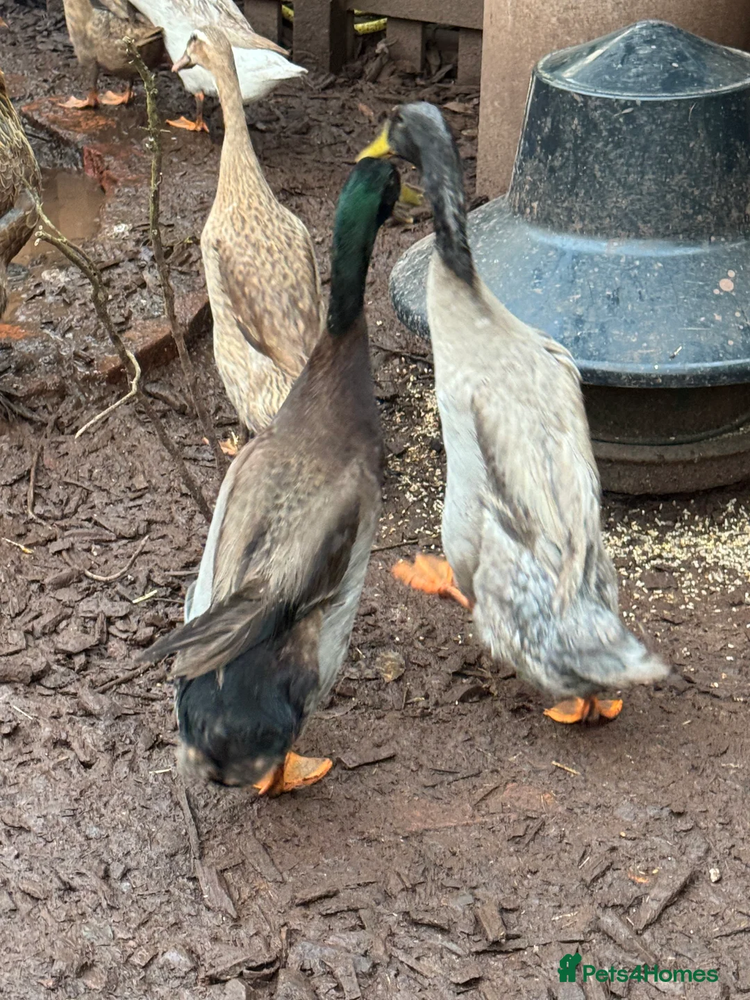 Ducks poultry for sale: Male runner ducks - Advert 2