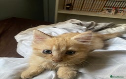 Mixed Breed cats for sale: 2 x girl Kittens for sale  - Image 1