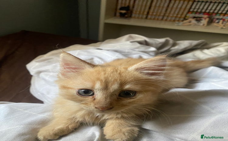 Mixed Breed cats - Advert 2