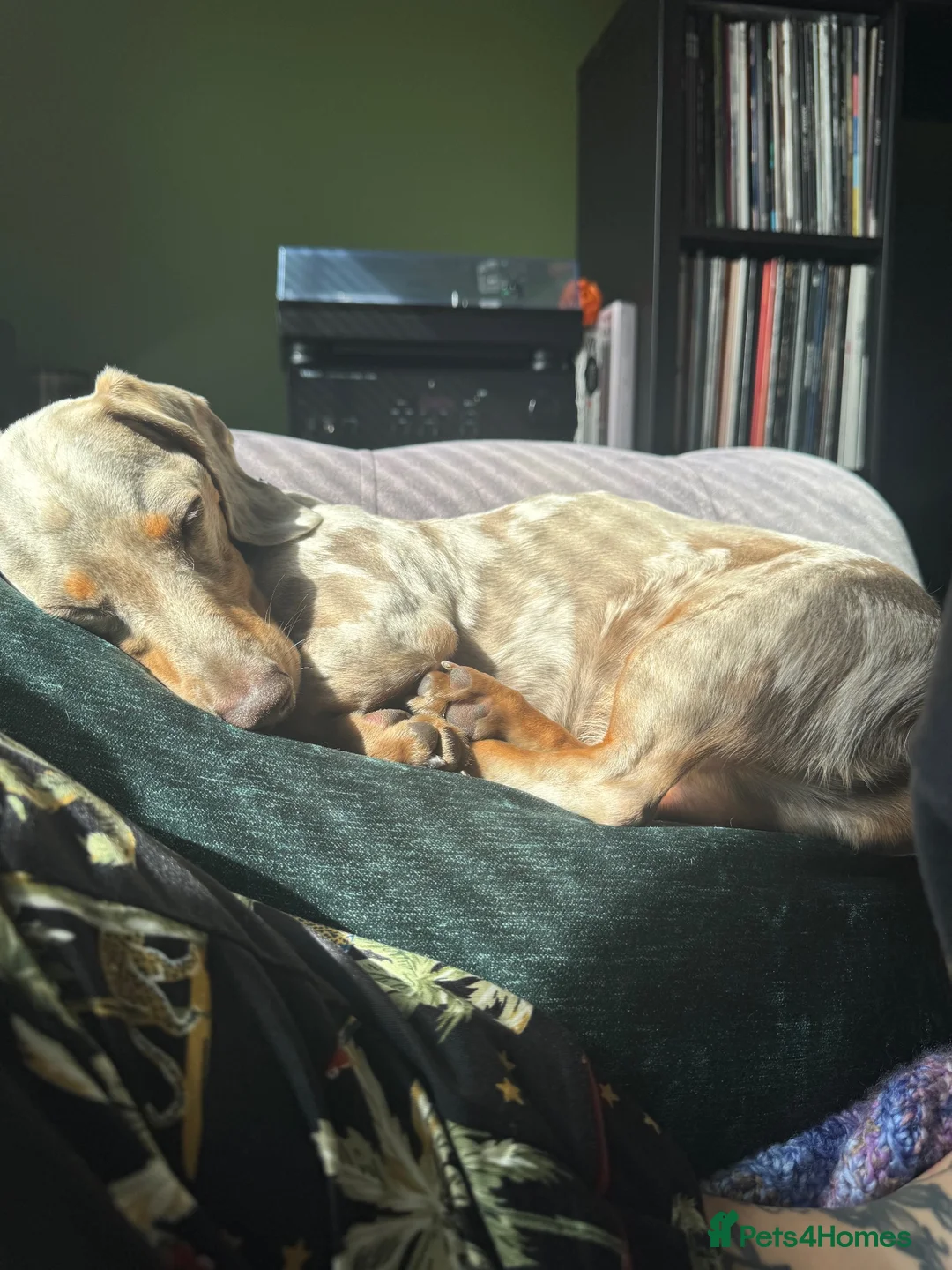 Miniature Dachshund dogs for sale: David needs a home - Advert 2