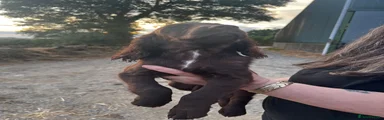 Sprocker 5