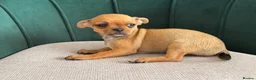 Chihuahua dogs for sale: Adorable Chihuahua Puppies - Advert 4