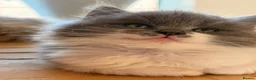 Ragdoll cats for sale: 🤍Exquisite 87.5% Ragdoll Kittens. Rare colours - Advert 15