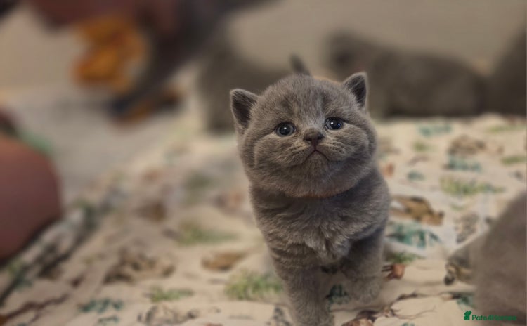 British Shorthair cats 🐾 Beautiful 7 British Shorthair Kittens 🐾  - Advert 4