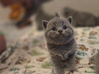 British Shorthair cats 🐾 Beautiful 7 British Shorthair Kittens 🐾 - Advert 4