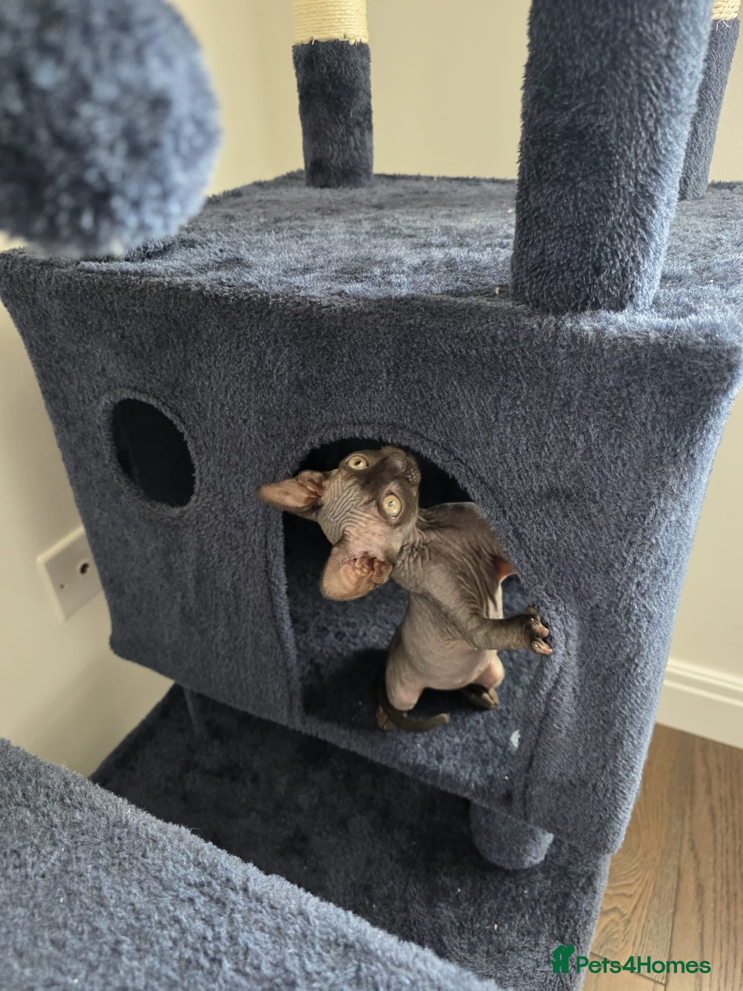 Sphynx cats Fully vaccinated health checked kittens  - Advert 3