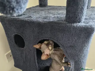 Sphynx cats Fully vaccinated health checked kittens - Advert 1