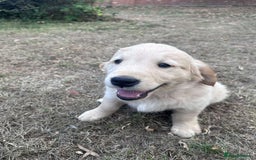 Golden Retriever dogs for sale: 4 KC registered Golden Retriever puppies  - Image 36
