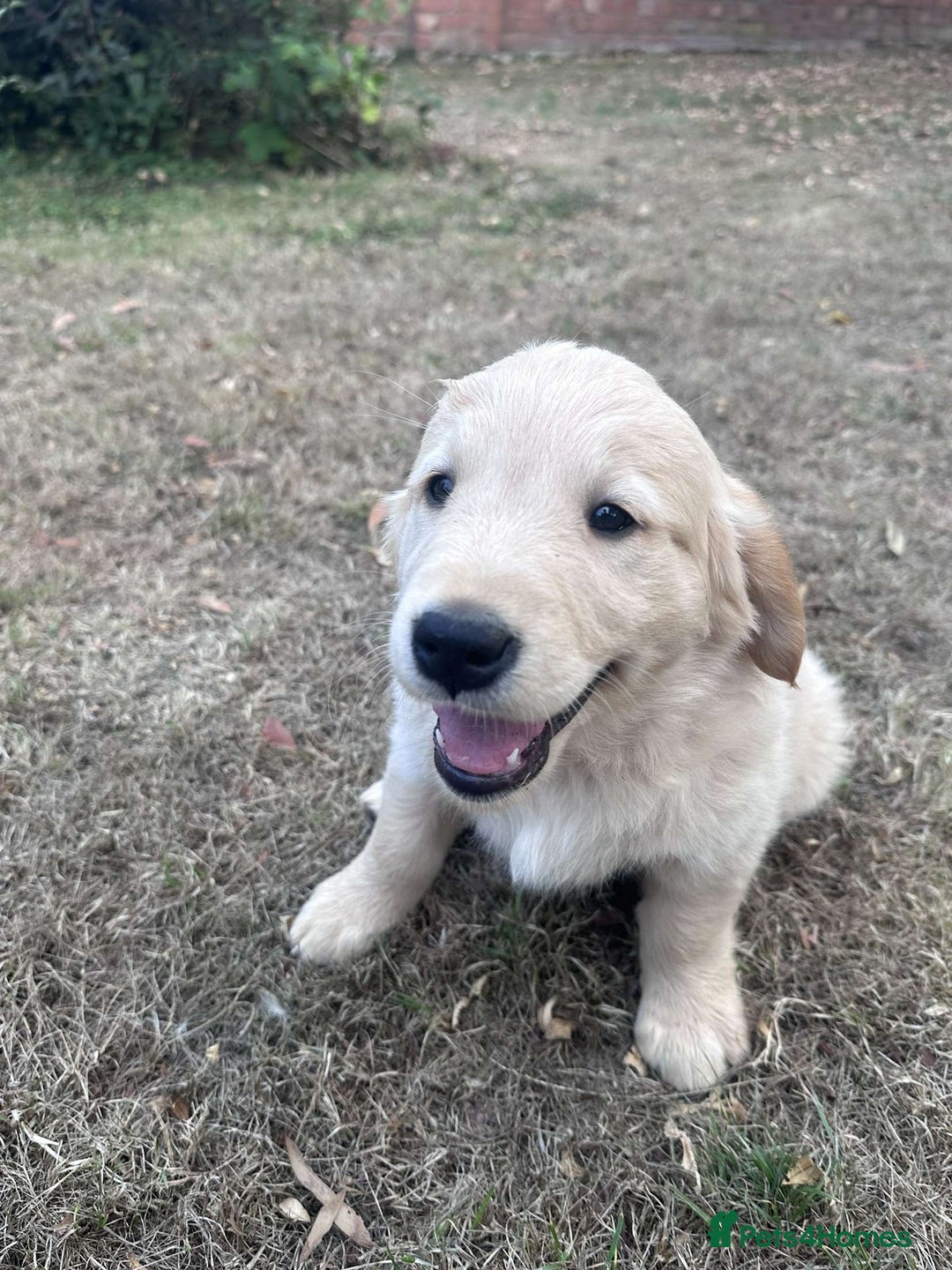 Golden Retriever dogs for sale: 4 KC registered Golden Retriever puppies  - Image 36
