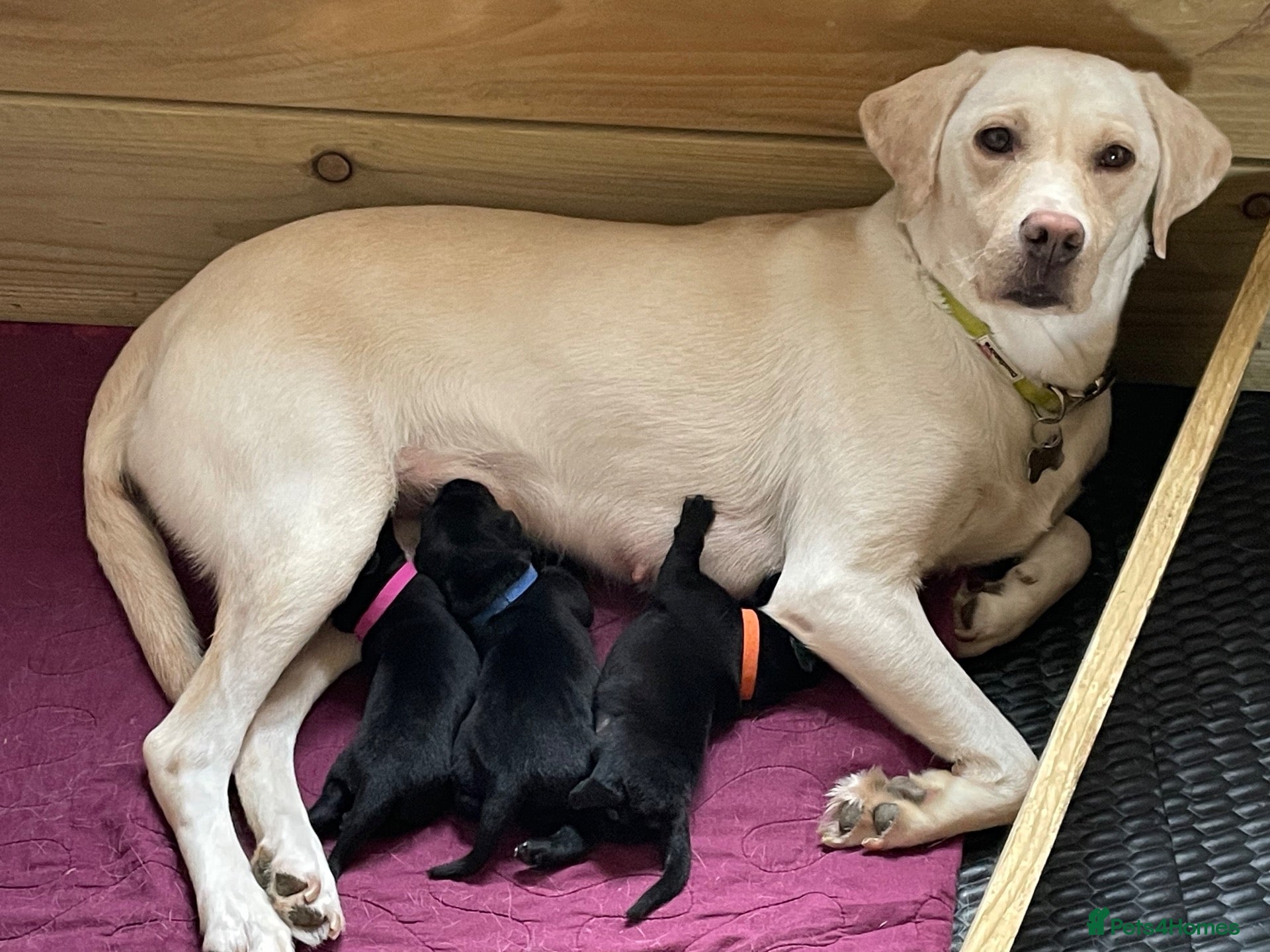 Labrador Retriever dogs for sale: Black Labrador Puppies VERY well socialised  - Advert 23