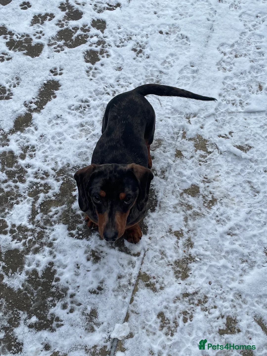 Miniature Dachshund dogs for sale: Miniature dachund  - Advert 4