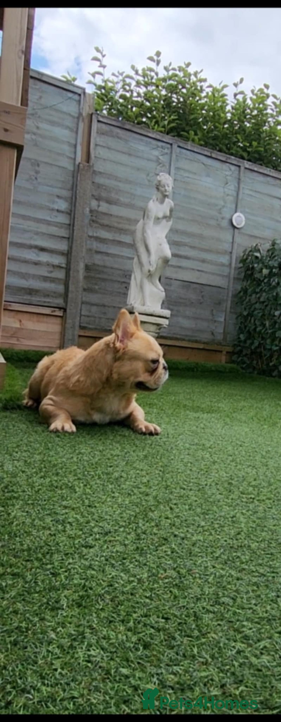 French Bulldog dogs for sale: French bulldog male - Image 5