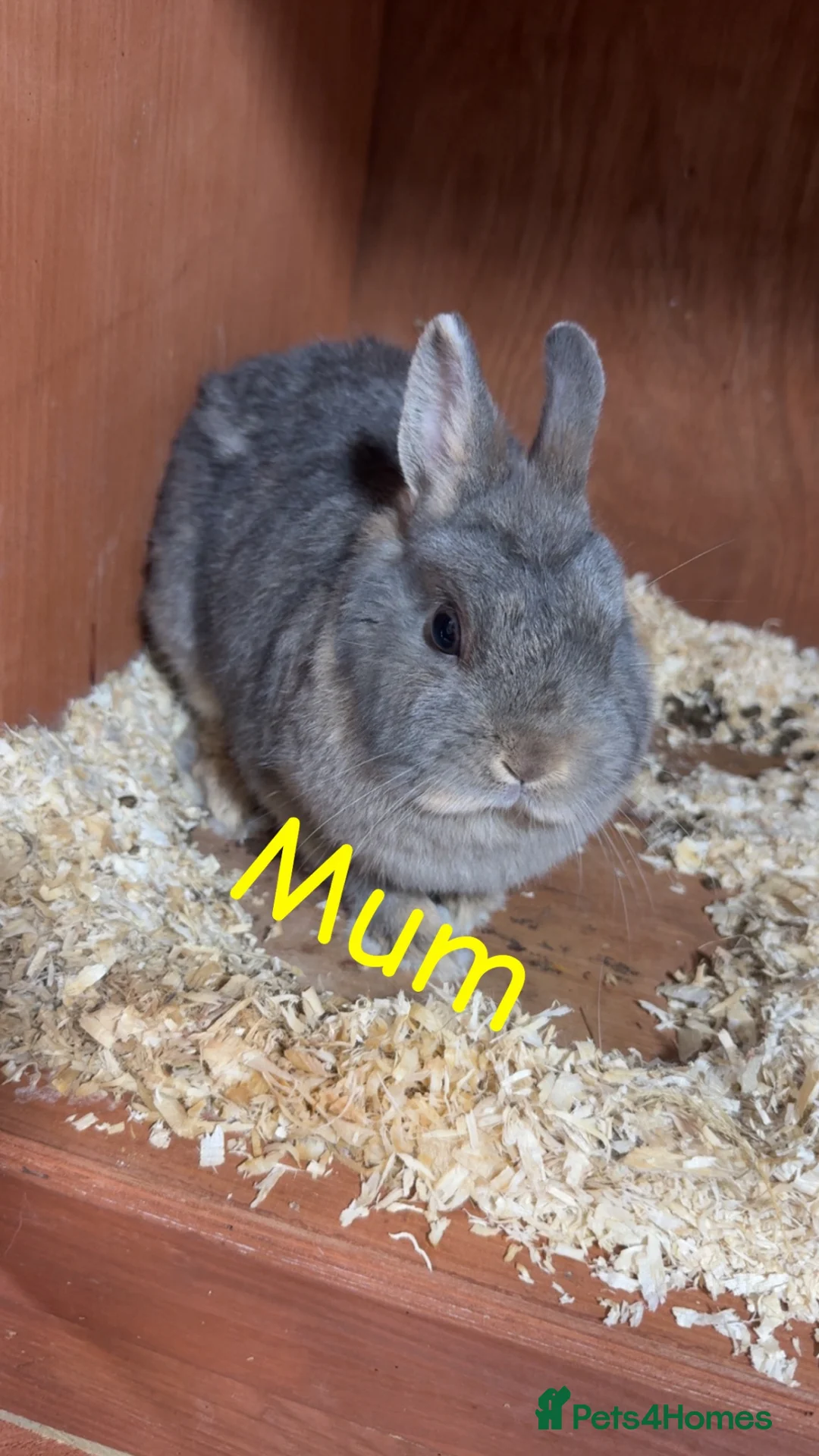 Netherland Dwarf rabbits for sale: Pure Bred Netherland Dwarf Rabbits - Advert 2