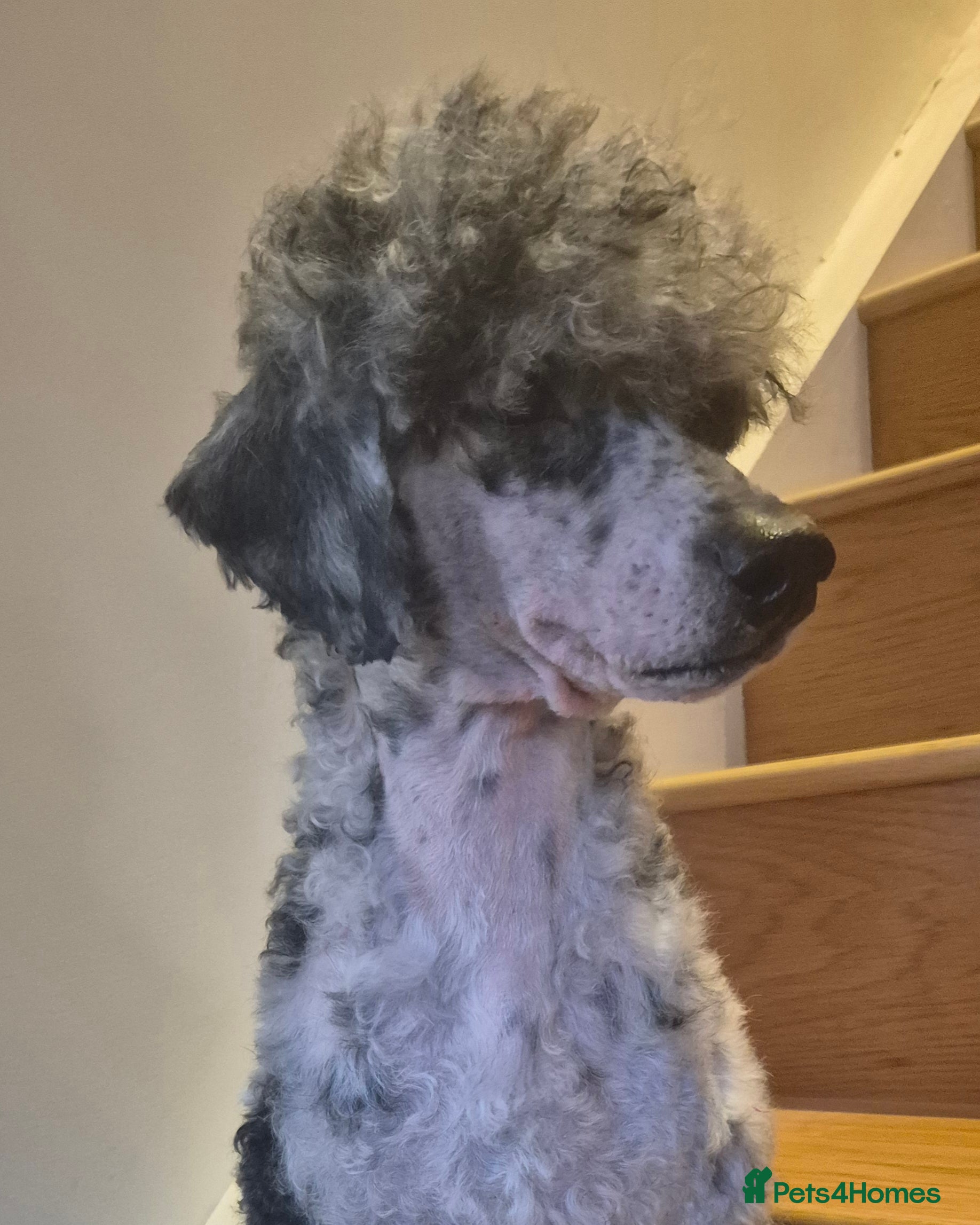 Miniature Poodle dogs Blue Merle Miniature Poodle stud  - Advert 6