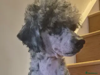 Miniature Poodle dogs Blue Merle Miniature Poodle stud - Advert 22