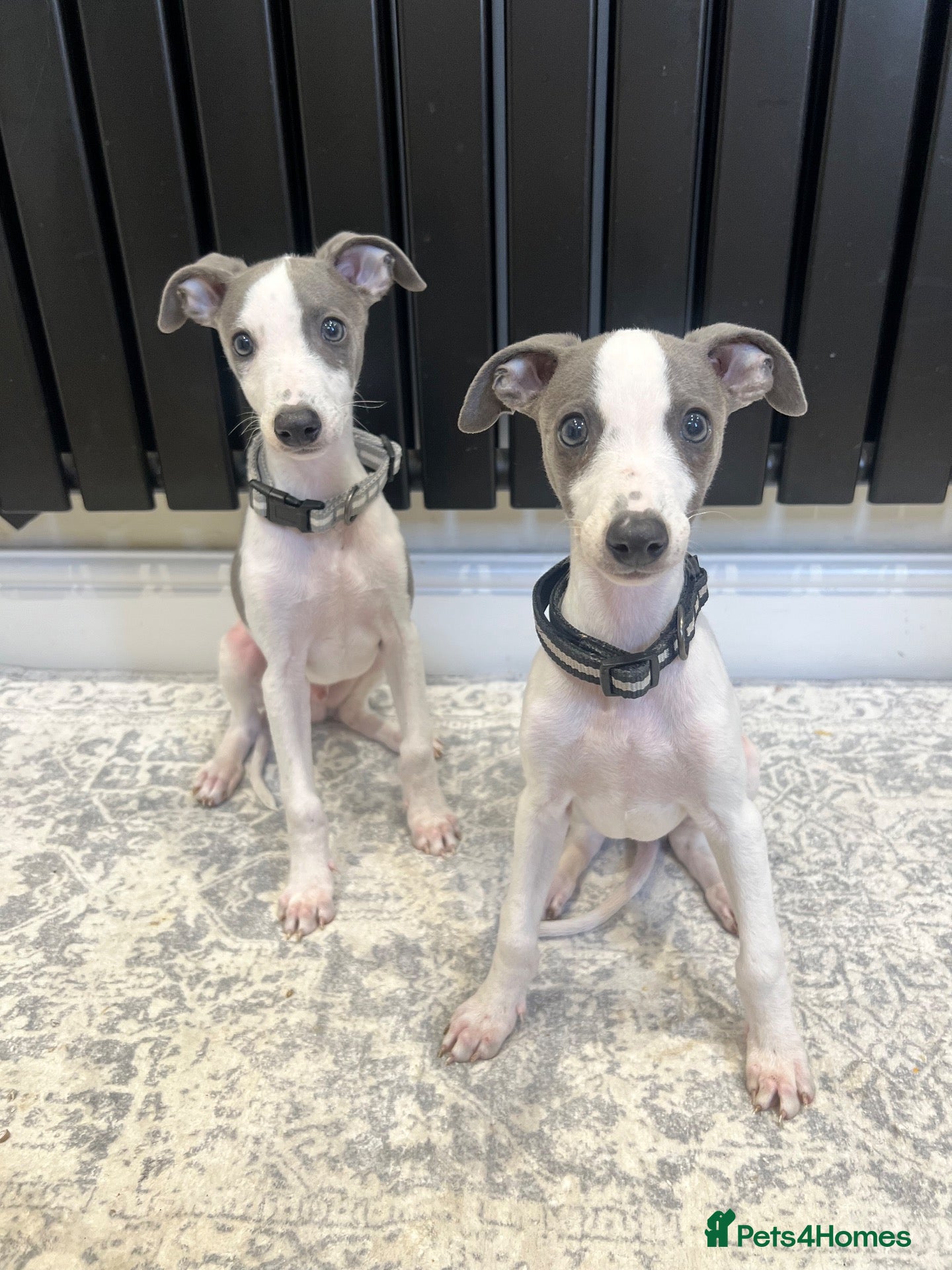 Whippet dogs Blue&white Kc whippets ready to leave - Advert 18