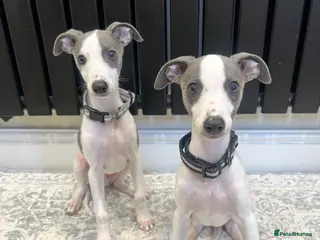 Whippet dogs Blue&white Kc whippets ready to leave - Advert 18