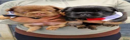 French Bulldog dogs for sale: Kc reg fluffy frenchies - Advert 15