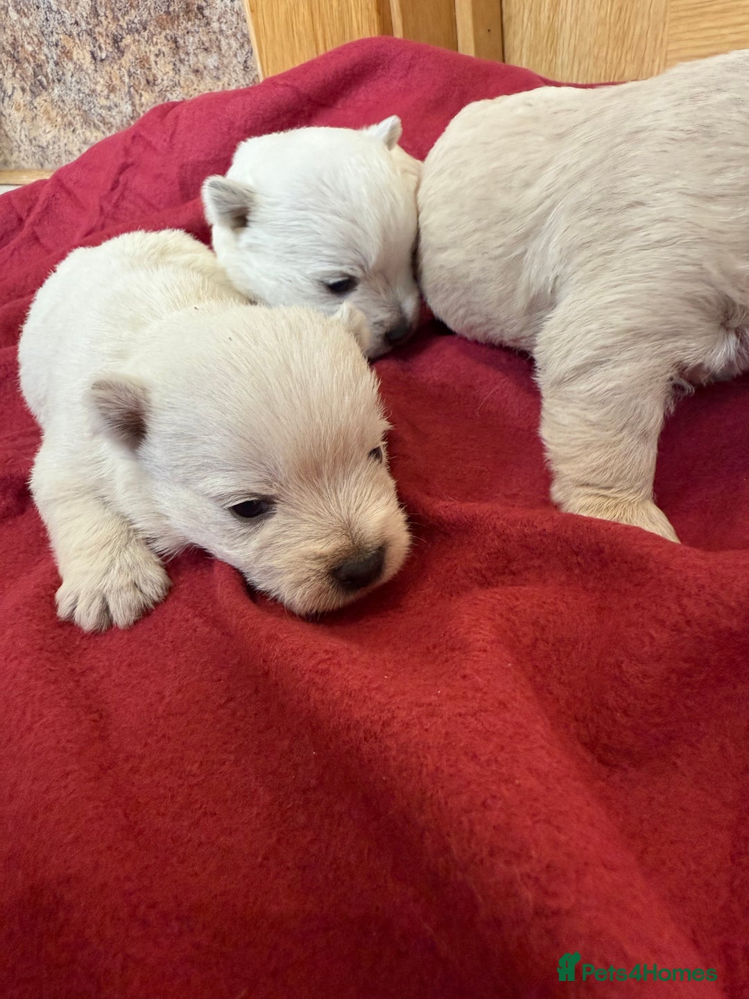 Mixed Breed dogs for sale: F1 Westipoo Puppies  - Image 10
