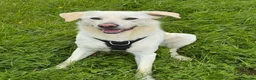 Mixed Breed dogs for adoption: Bobby – Labrador Retriever Mix - Advert 3