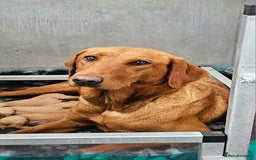 Labrador Retriever dogs for sale: THE LAST KC FOX RED GIRL READY TO LEAVE NOW  - Image 29