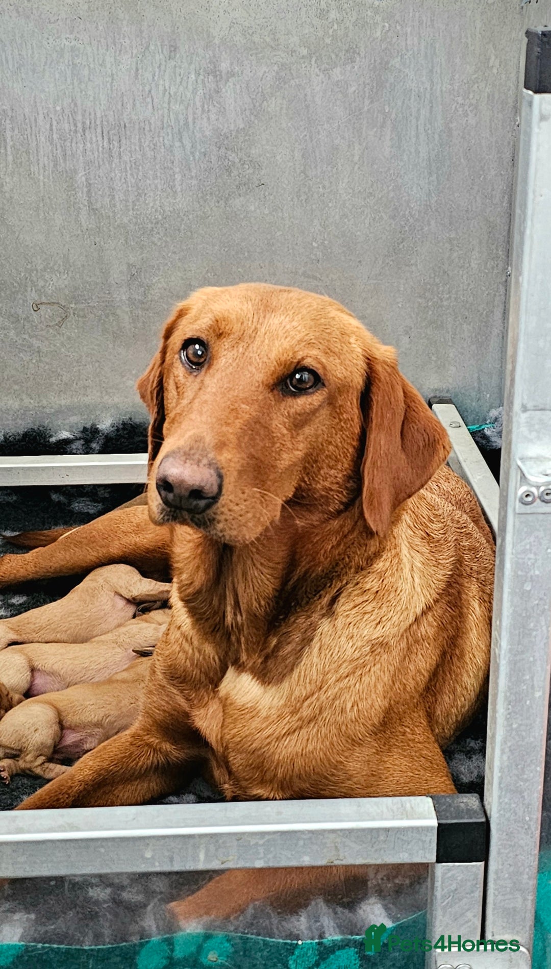 Labrador Retriever dogs for sale: THE LAST KC FOX RED GIRL READY TO LEAVE NOW  - Image 29