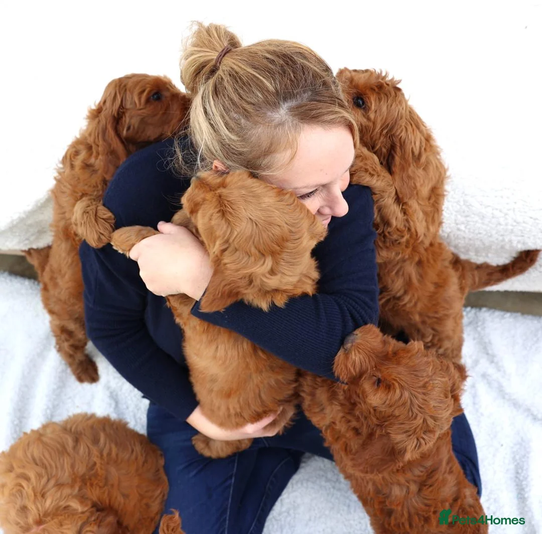 Gallery Image {{count}}