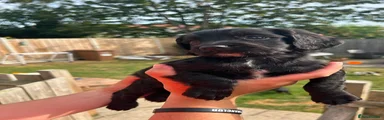 Sprocker 8