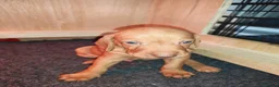 Hungarian Vizsla dogs for sale: 1 male KC registered Hungarian vizsla puppy  - Advert 16
