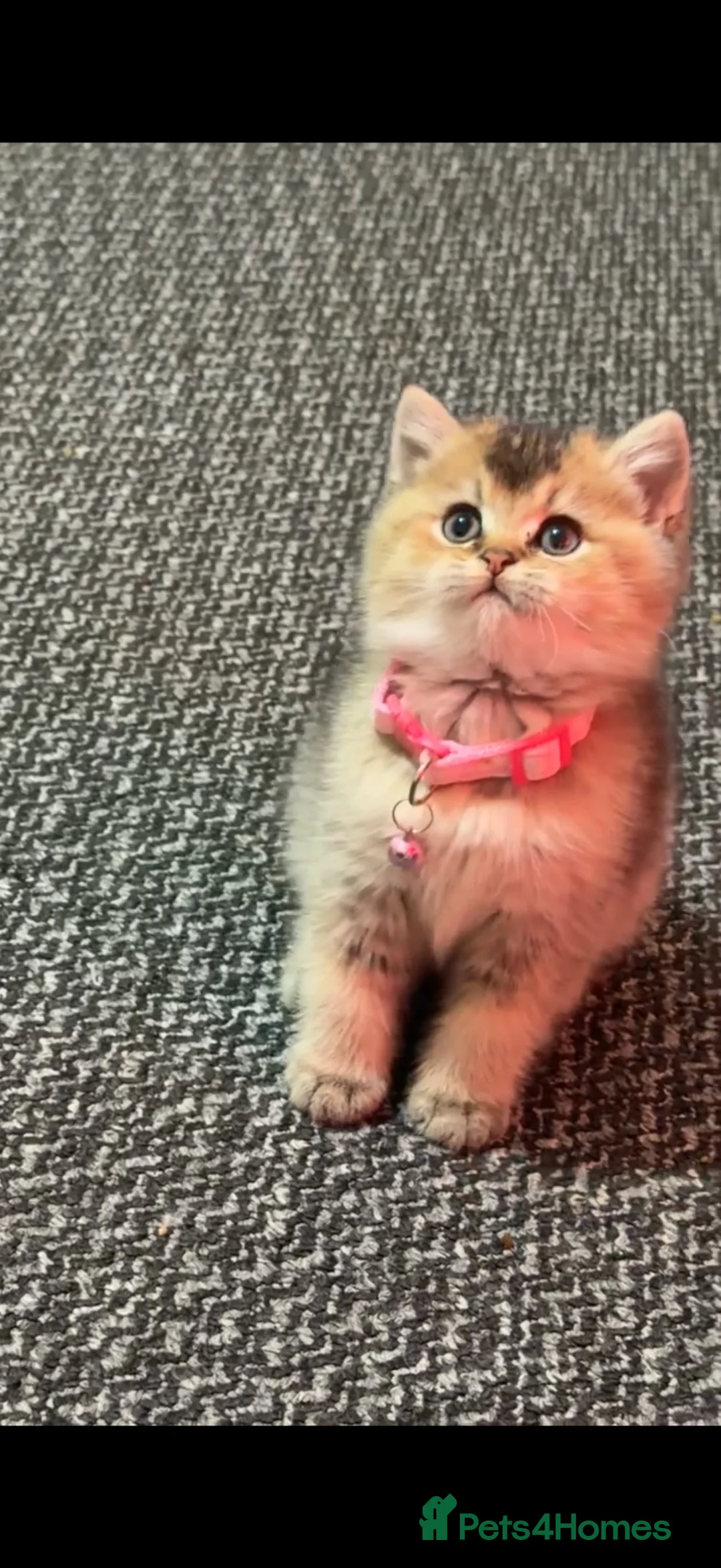 British Shorthair cats for sale: Purebred Golden British Shorthair cats - Advert 2