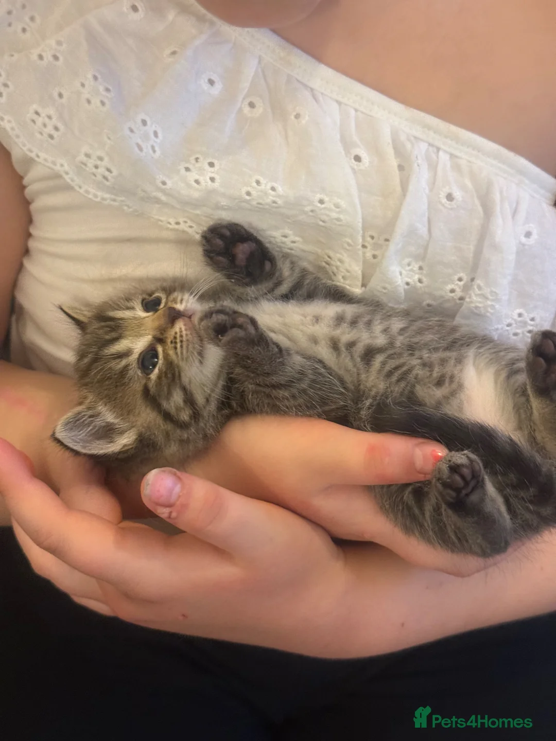 Mixed Breed cats for sale: Beautiful Ragdoll x kittens  - Advert 2