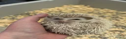 Pygmy Hedgehog rodents for sale: Male & female hedgehog babies - Advert 2