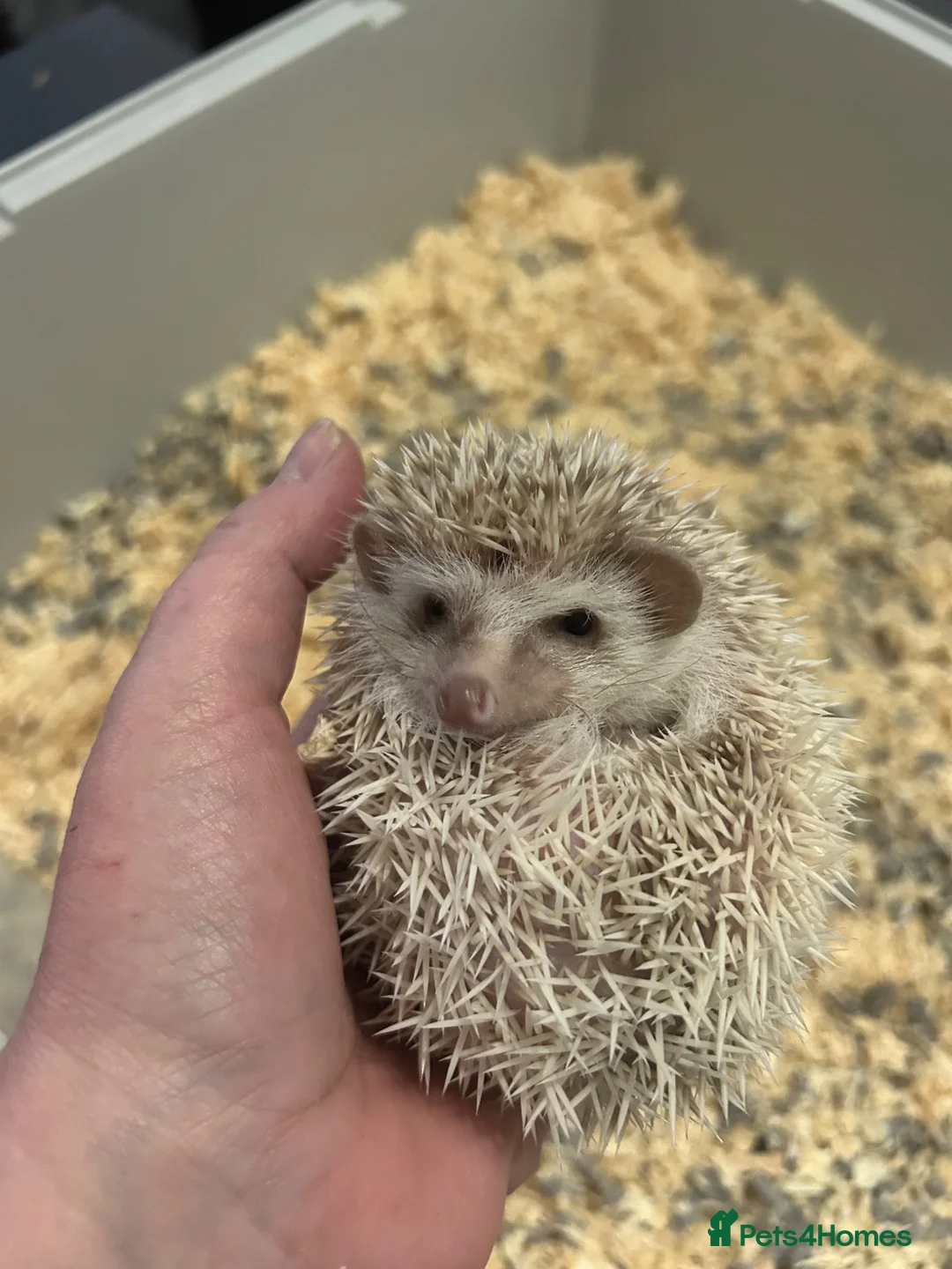Pygmy Hedgehog rodents for sale: Male & female hedgehog babies - Advert 2
