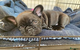 French Bulldog dogs for sale: Rare KC French bulldogs - champion lines  - Image 4