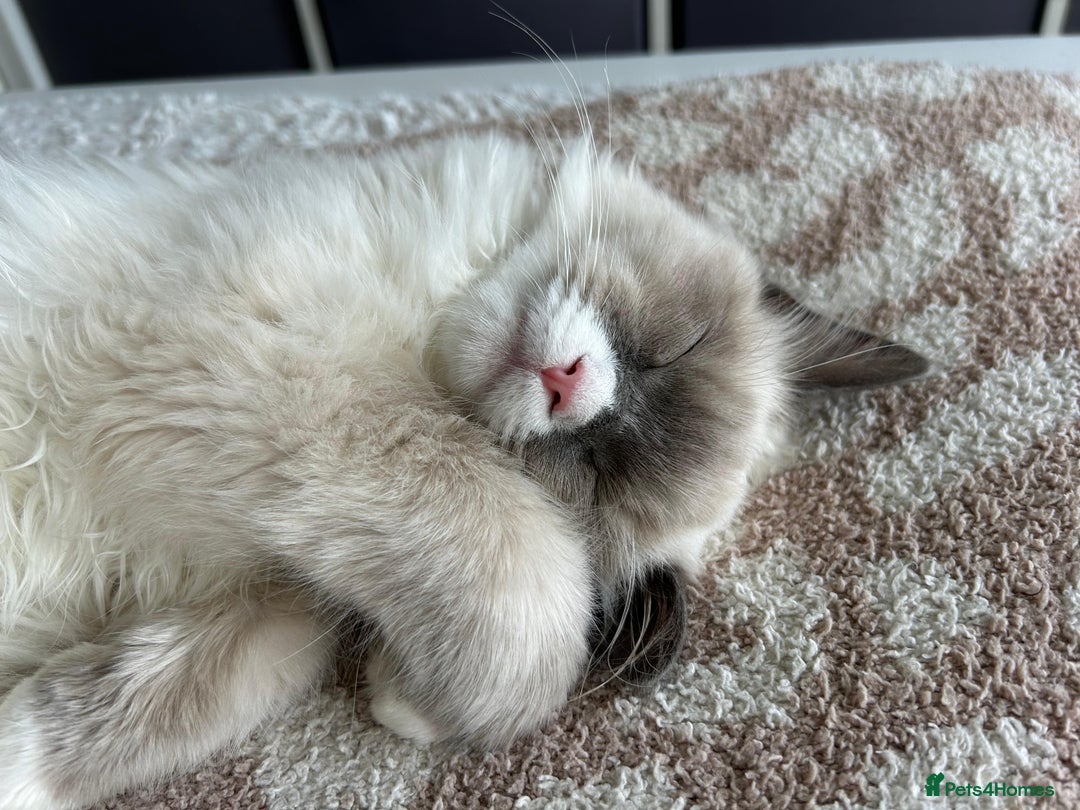 RagaMuffin cats for sale: Beautiful Ragamuffin Kittens Ready December 24th   - Advert 25