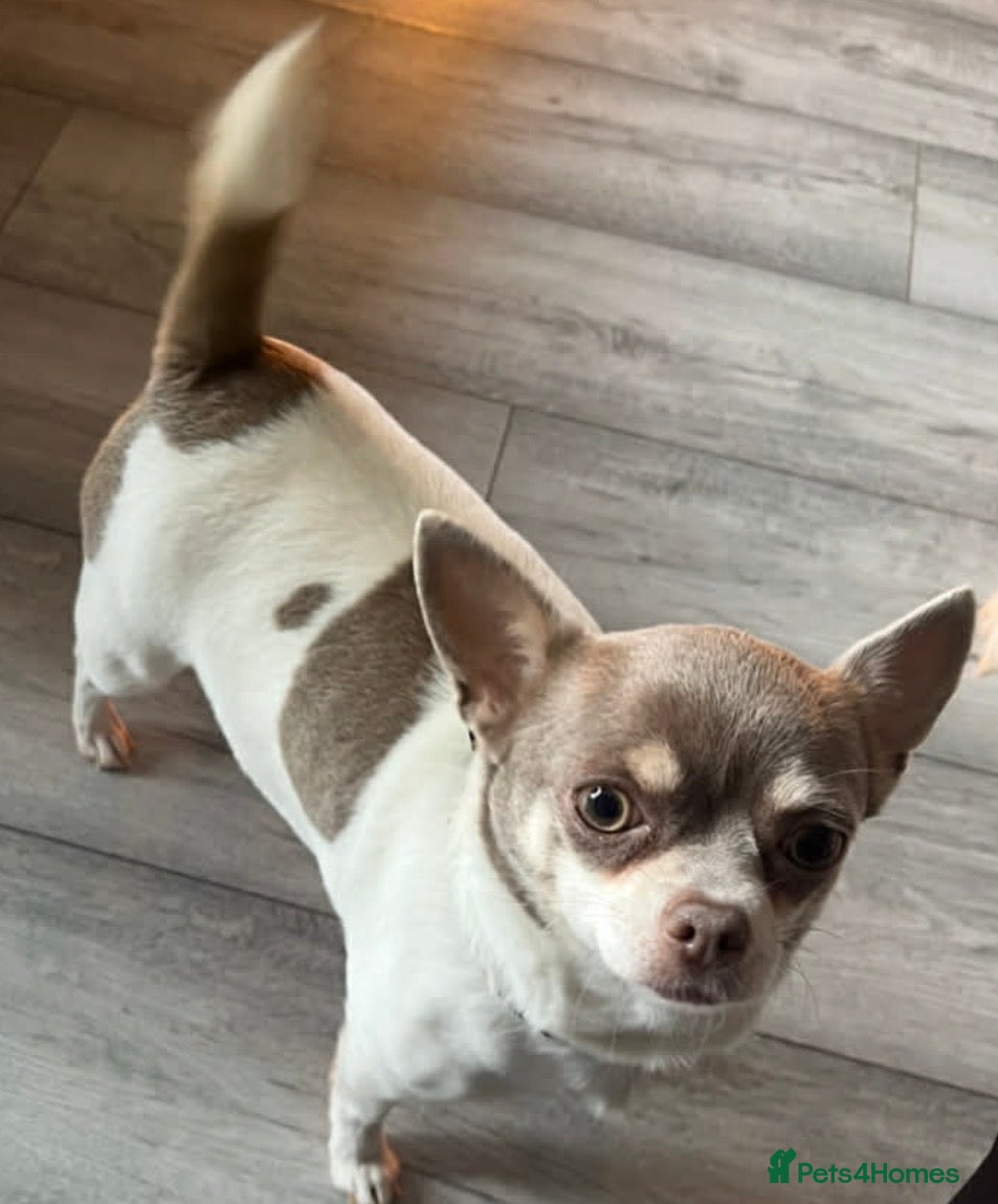 Chihuahua dogs Boy chihuahua for sale  - Advert 18