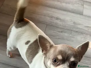 Chihuahua dogs Boy chihuahua for sale - Advert 18