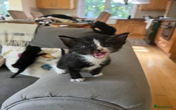 Domestic Shorthair cats for sale: Kittens for sale £120 - Image 2