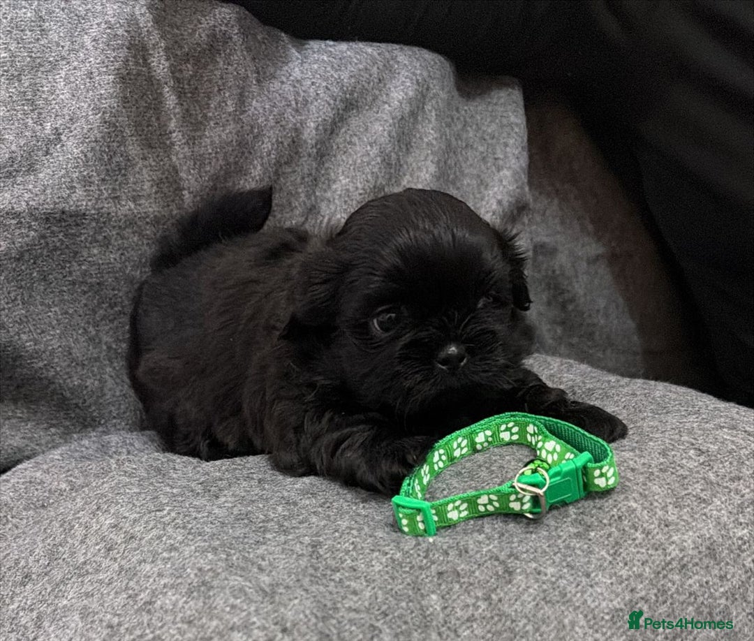 Shih Tzu dogs for sale: Full breed Shih Tzu puppies - Advert 9