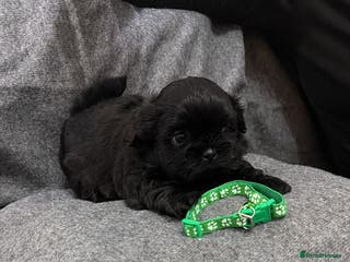 Shih Tzu dogs Full breed Shih Tzu puppies - Advert 3