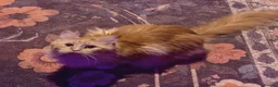 Maine Coon cats for sale: 6 Maine Coon kittens for sale  - Advert 7