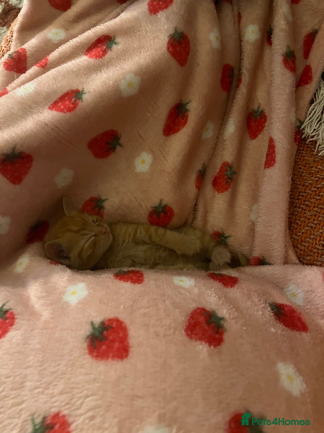 Domestic Shorthair cats for sale: 3 girl kittens  - Image 2
