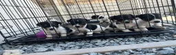 Jack Russell dogs for sale: 5 adorable Jack Russell puppies 🐶❤️ - Advert 11